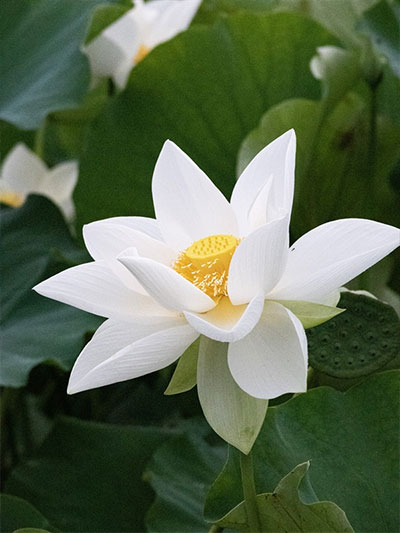 사찰음식 백련요리