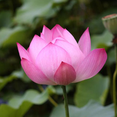 길상사: 천만금의 재산보다 귀한 연꽃 한 송이의 치유