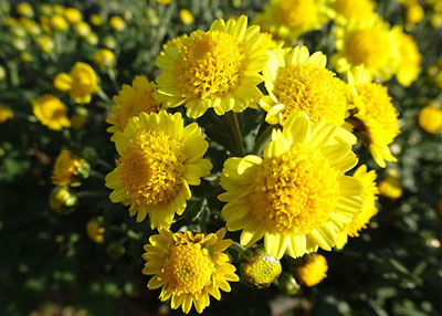 구절초 (九節草, 들국화)