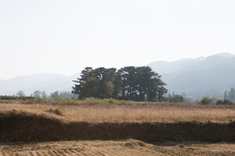 경주 망덕사지 (慶州 望德寺址)