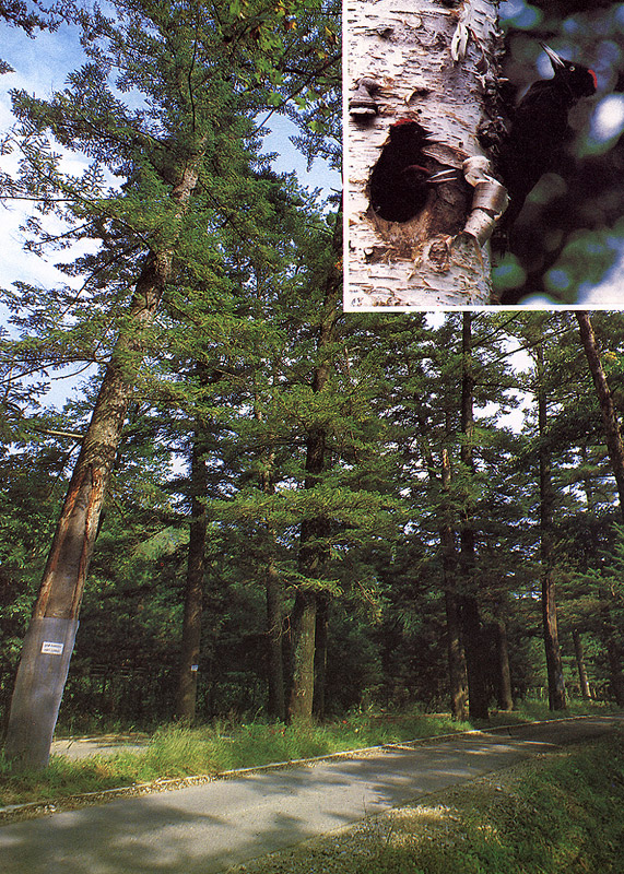 광릉크낙새서식지 (光陵크낙새棲息地)