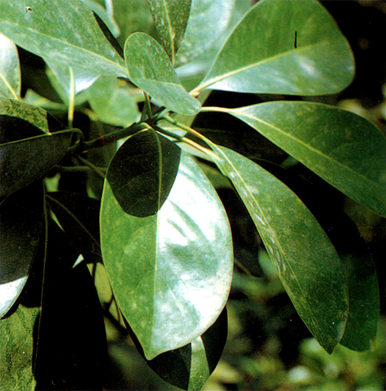 남해 미조리 상록수림 (南海 彌助里 常綠樹林)