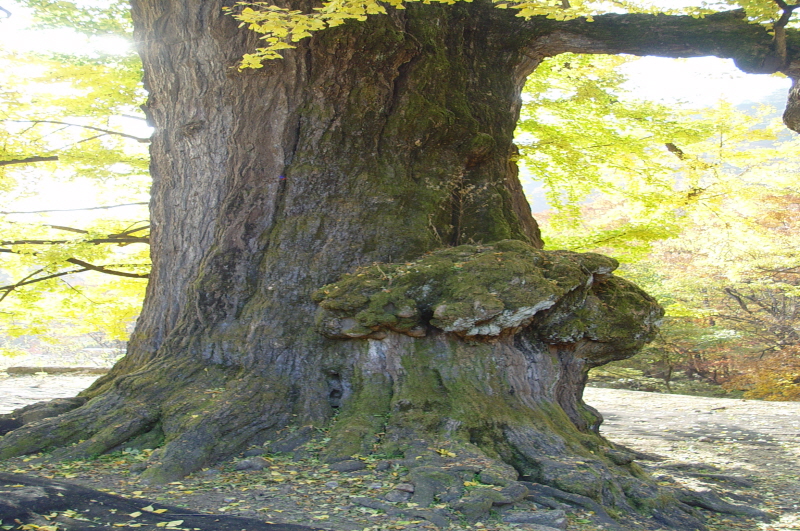 양평 용문사 은행나무 (楊平 龍門寺 은행나무)