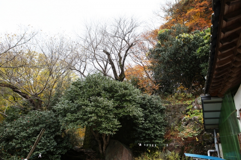 구례 화엄사 올벚나무 (求禮 華嚴寺 올벚나무)
