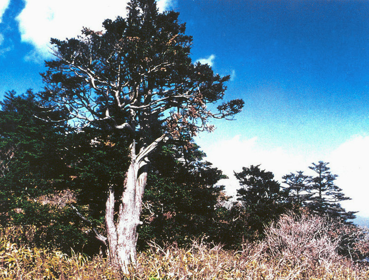 구천동주목군총 (九千洞주목群叢)